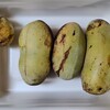 ポポーの収穫