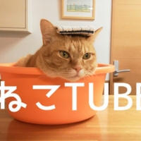 ネコtube 笑える犬 Vs 面白い猫 癒やしの動物画像集 Part１ 他 ネコtube