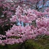 春爛漫と骨折疑惑