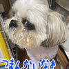 甘えん坊なもっくん