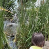 公園探訪その６６　第二椿児童遊園（江戸川区）