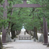 出雲大社参道の松（三の鳥居附近）