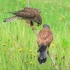 2021.5.18　淀川河川敷に今日も ” チョウゲンボウ ”を .....10選 