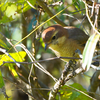 公園の鳥達