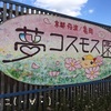 京都・亀岡の夢コスモス園に行ってきました～(*´ω｀)　感動～♪ でも寒かった～