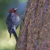 ムネアカシルスイキツツキ(Red-breasted Sapsucker)