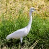 苅田のチュウサギ