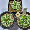 Agave "Pinky" が四鉢目が手に入った😋