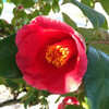 (312) Camellia japonica