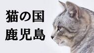 ニャンとも鹿児島は猫の国。『世界ネコ歩き』写真展を見にいくんだニャ！【動物写真家・岩合光昭】