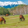 武田信玄の騎馬隊の馬はかなり小さな馬だったってほんと？