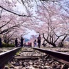 季節の花を見に行こう〜京の桜めぐり〜 