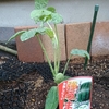今年はイタリアントマトの苗入手ならず