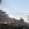 雲南木次の桜は満開です♪