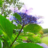 ２０２０／０６／２１　北総　花の丘公園