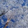 霧氷ｂｙ荻野なずな