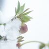 春の淡雪。