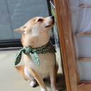 いくちゃんブログ