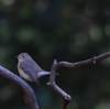 八柱霊園 オジロビタキ