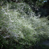 Yuki-yanagi / Spiraea