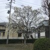 白木蓮