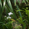 シャガ Iris japonica