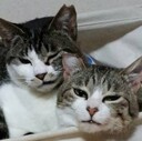 専業主婦による自由研究所