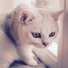 【猫背解消】簡単ヨガポーズで花嫁姿が10倍綺麗に見える！
