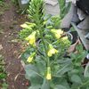 【隠居の朝の一言　押麦は米不足を救う　05/07】