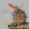 「ユーフォルビア パキポディオイデス」の花と実生：受粉〜種まき方法を徹底解説！