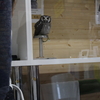 新潟にふくろうカフェがやってきたので行ってきた！（ULTRA OWL）