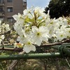川崎緑化センターで観察会