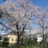 春爛漫