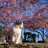 隣市南漁港のねこさん