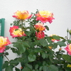 開花！