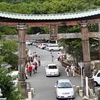 近江八幡宮：絶景 桜吹雪の八幡掘り巡り　🌸