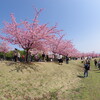 早咲きの河津桜がようやく満開