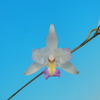 Laelia albida