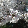 改めて桜の花をみた話