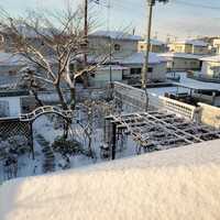 雪景色と葉ボタン