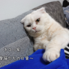 愛猫たち、私たち、みんな寂しい。