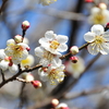 ひな祭り🌸桃の花を見分ける方法