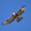 ２月の野鳥観察会
