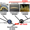 動物の進化（その３）