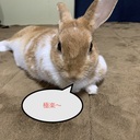 うさぽんの人生徒然日記