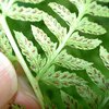 ヘビノネゴザ（学名：Selaginella tamariscina）は、シダ植物の一種で、日本を含む東アジア各地に生息しています。乾燥した環境でも生き延びる力を持つことから、古くから生命力の象徴とされています。