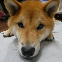 柴犬・空海くん　1歳のお誕生日おめでとうです🎵　元気に育ってね