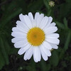 (273) Leucanthemum vulgare