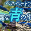 選別が重要！ベルベットブルーシュリンプを青く美しく育てるコツ！