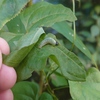 ダイミョウセセリの巣、山茶花咲く